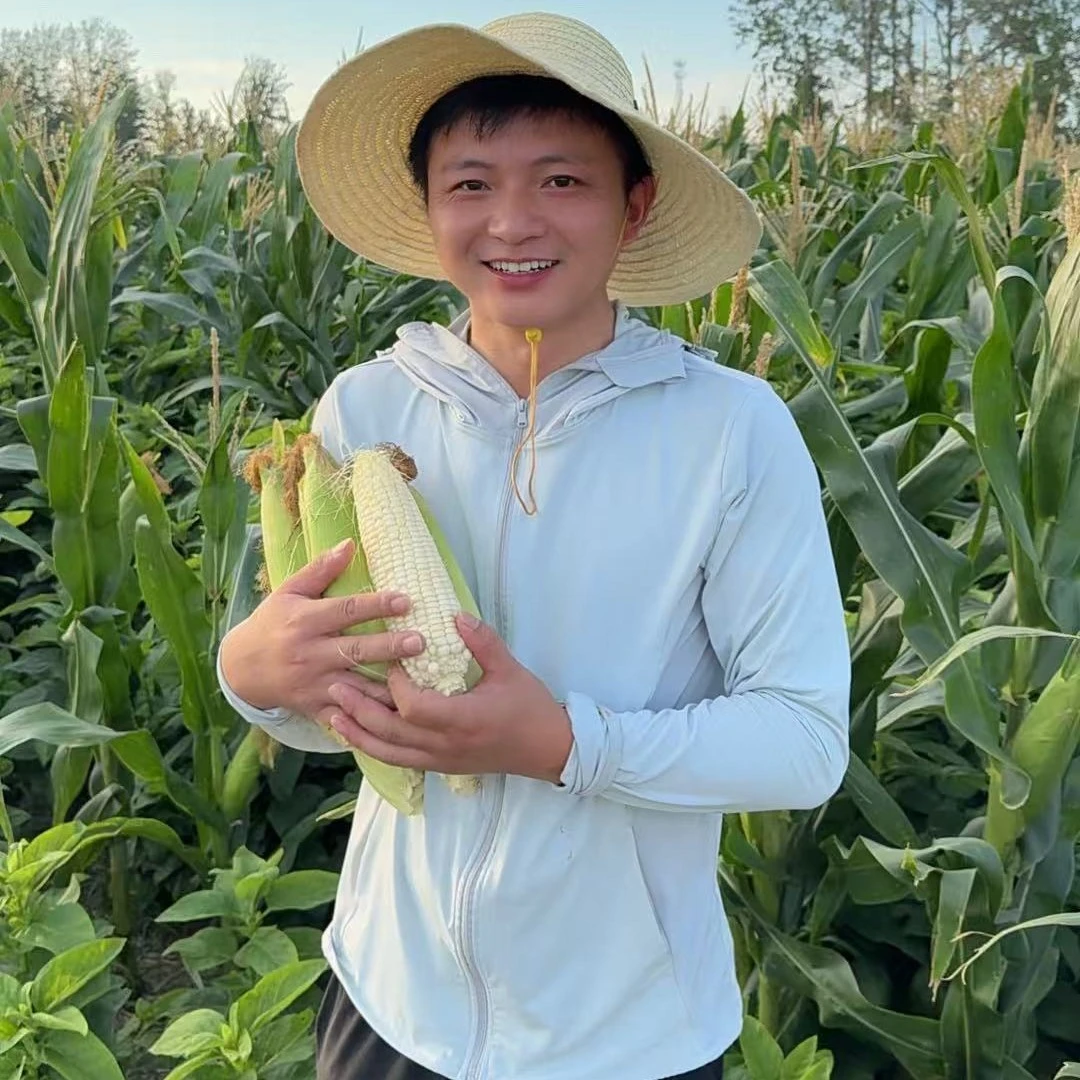 河南新鲜白糯玉米现掰现发