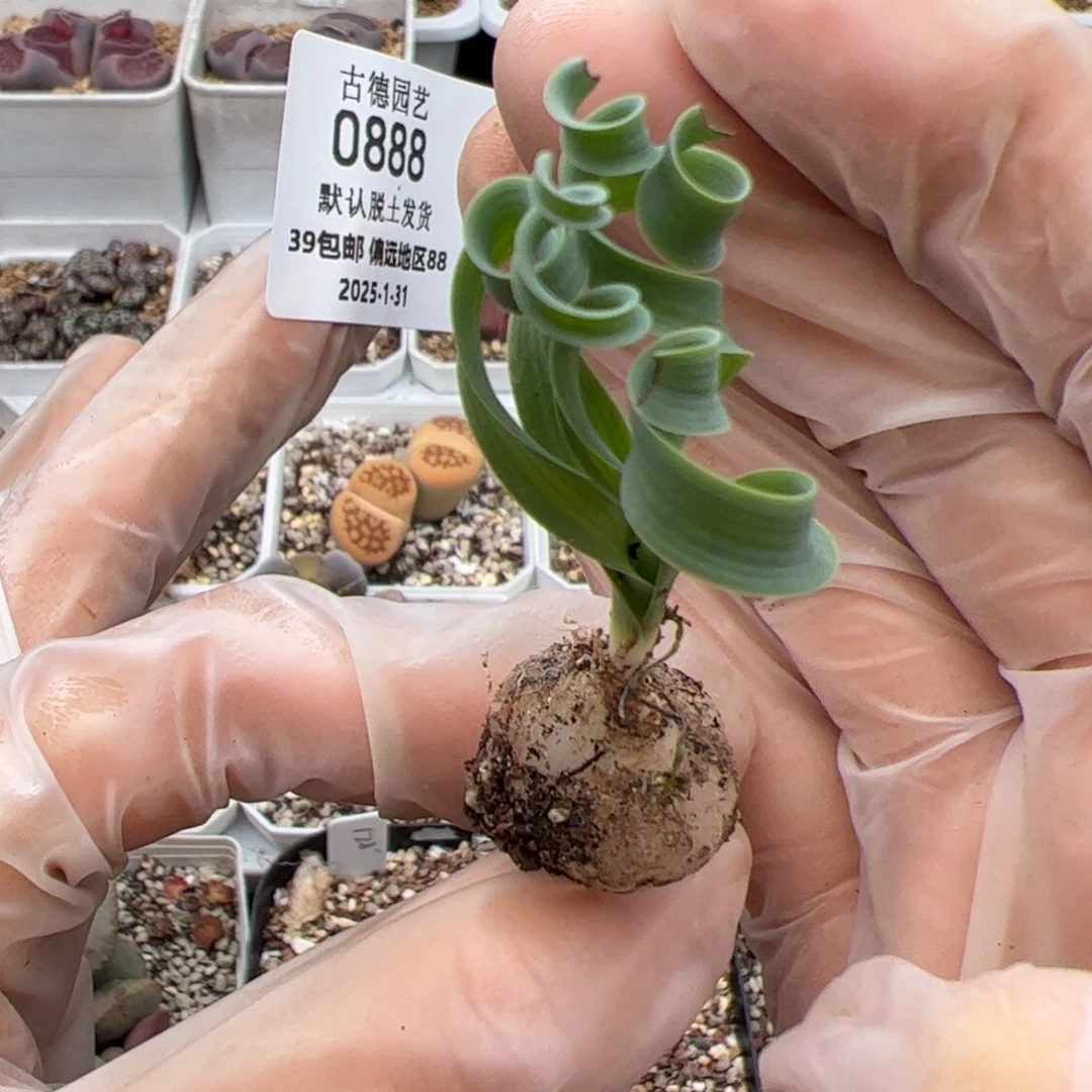 0888号弹簧草多肉植物