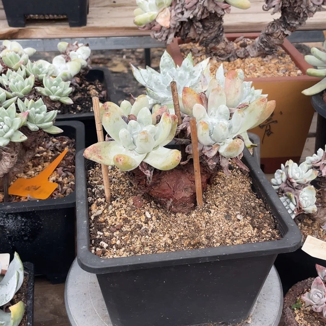 晨溪园艺仙女杯呀