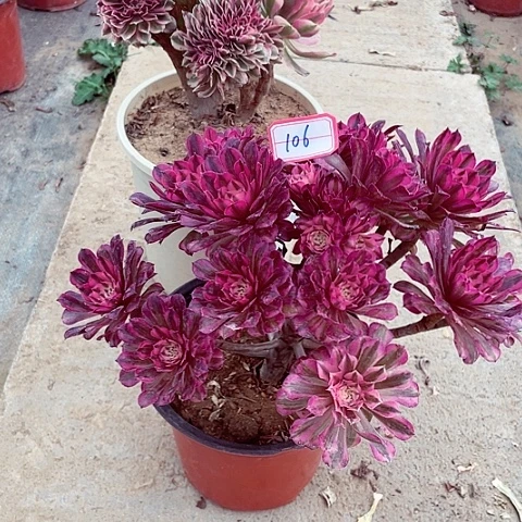 组合多肉法师105，106号