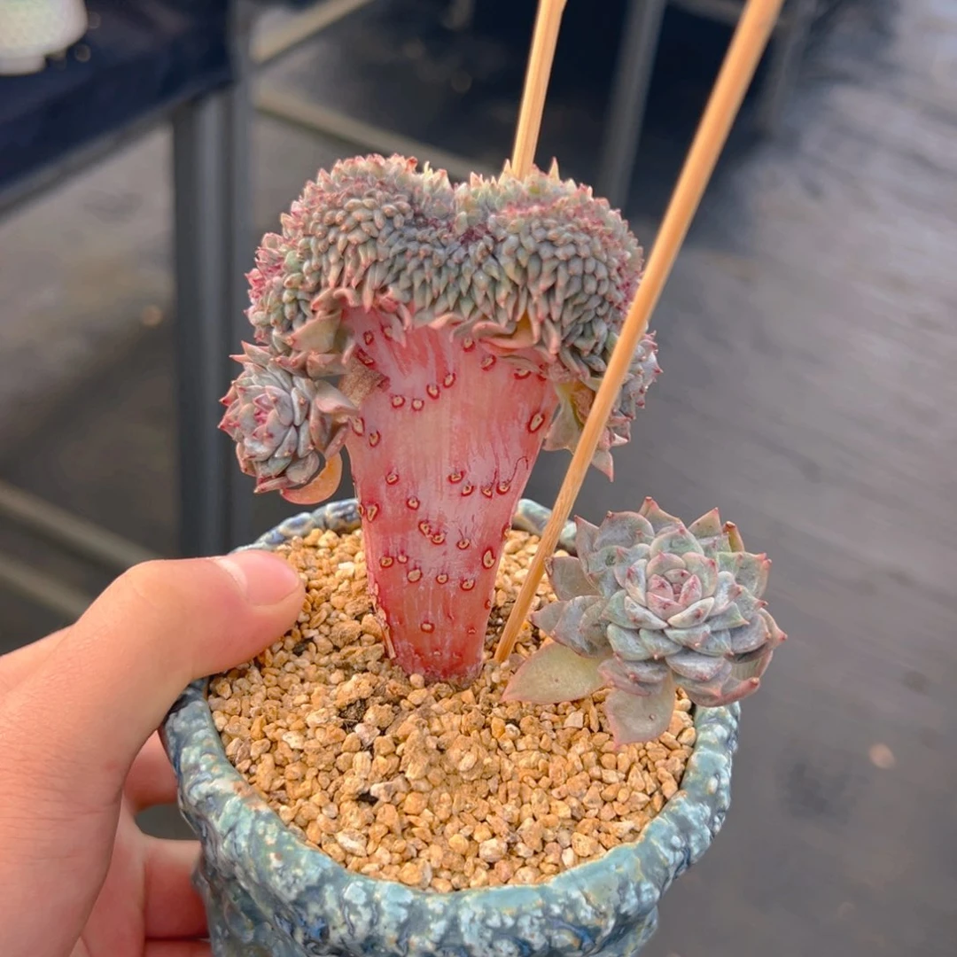 高树板树莓无暇 新年快乐