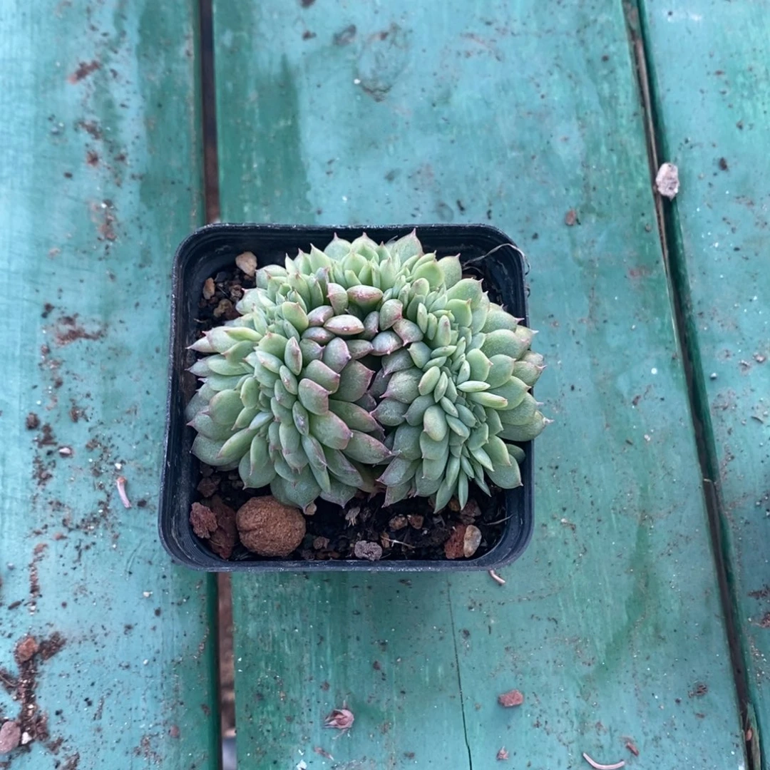 杂交缀化一物一拍