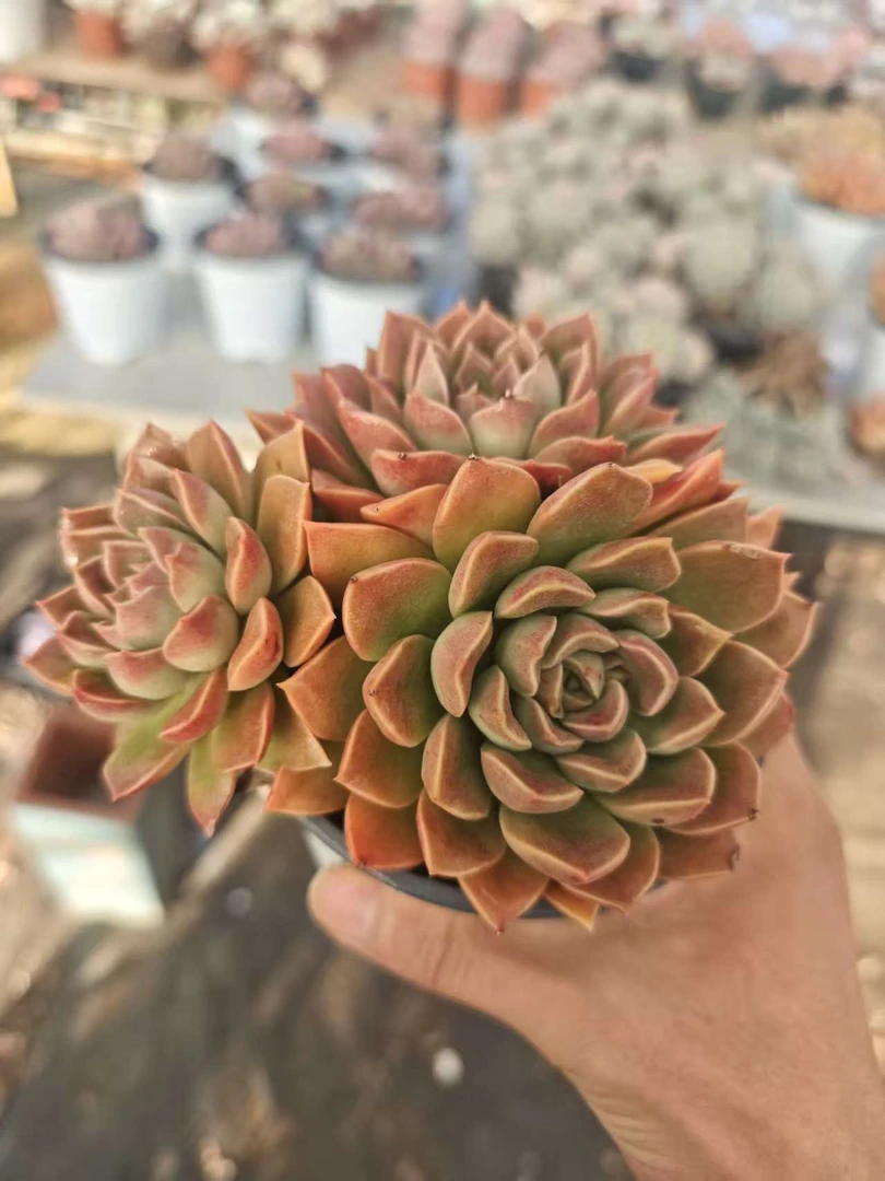 拉比11群生易养多肉