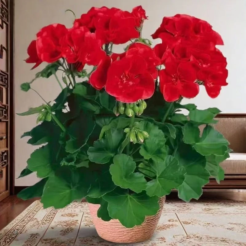 2盆z【天竺葵】（特价处理养死不售后）开花颜色艳丽