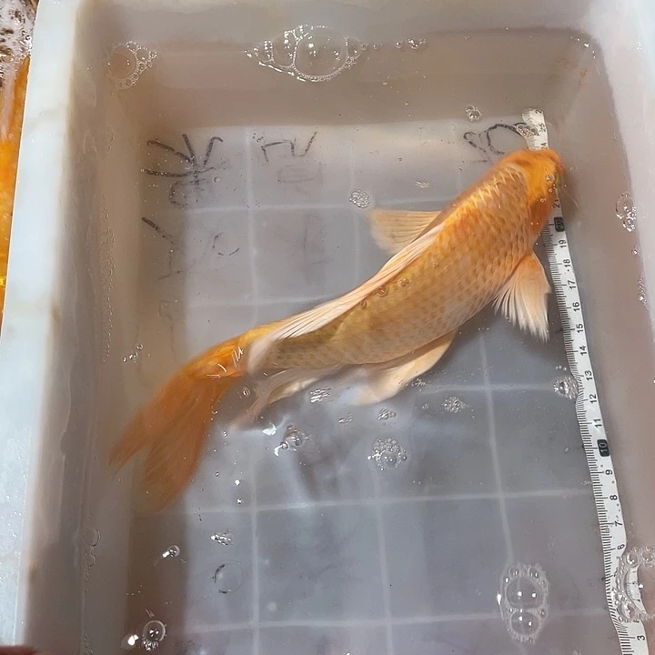 蝴蝶鲤鱼渔场直发28