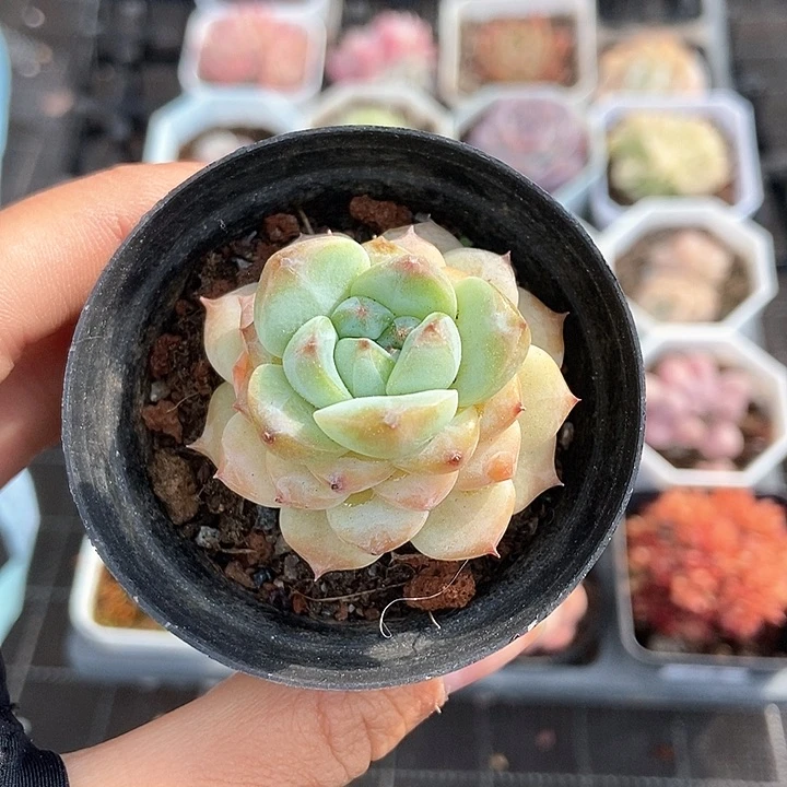 一物一拍满十包邮 95