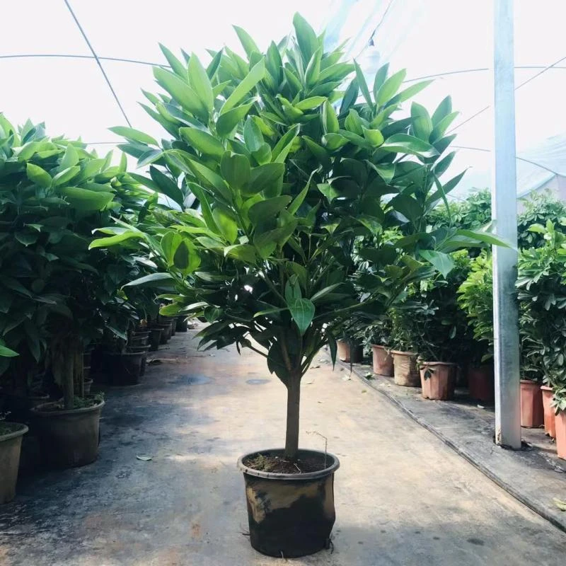 平安树盆栽 大型绿植室内客厅常青 植物 办公室盆栽