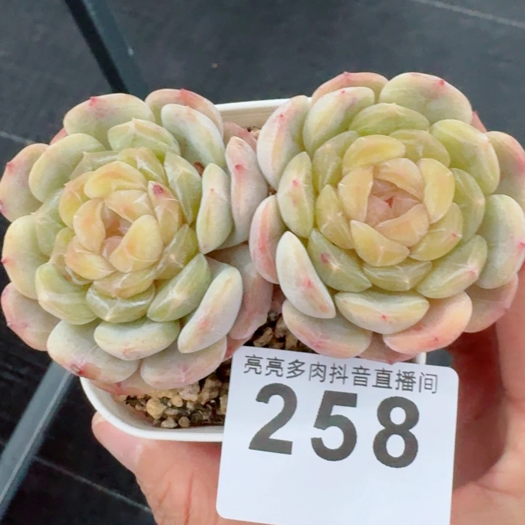 白色恋人双头老桩