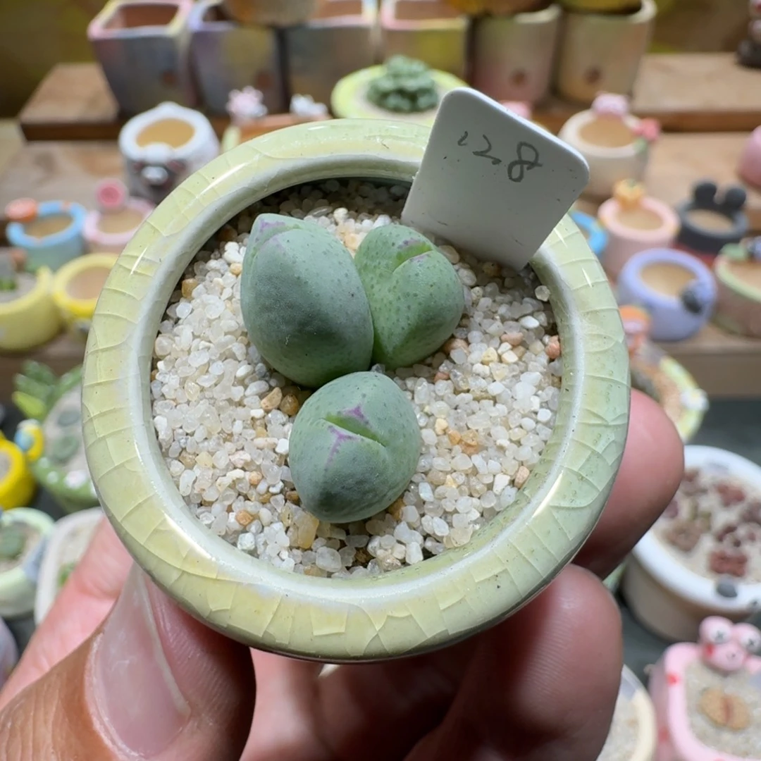 蘑菇1308肉锥多肉植物