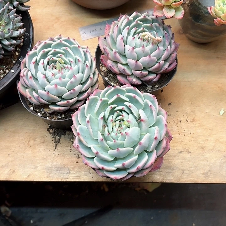 t*多肉植物，吉娃娃3颗