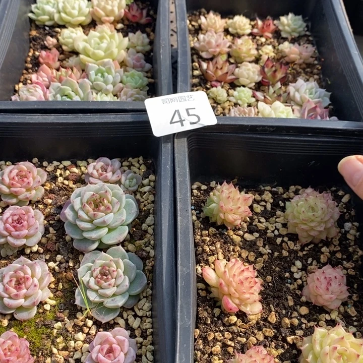 45 多肉植物盆栽植物