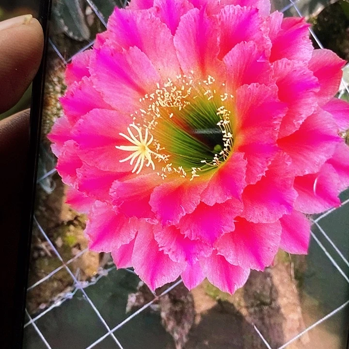 毛 清清16–3/侧芽歪20包邮/5公分