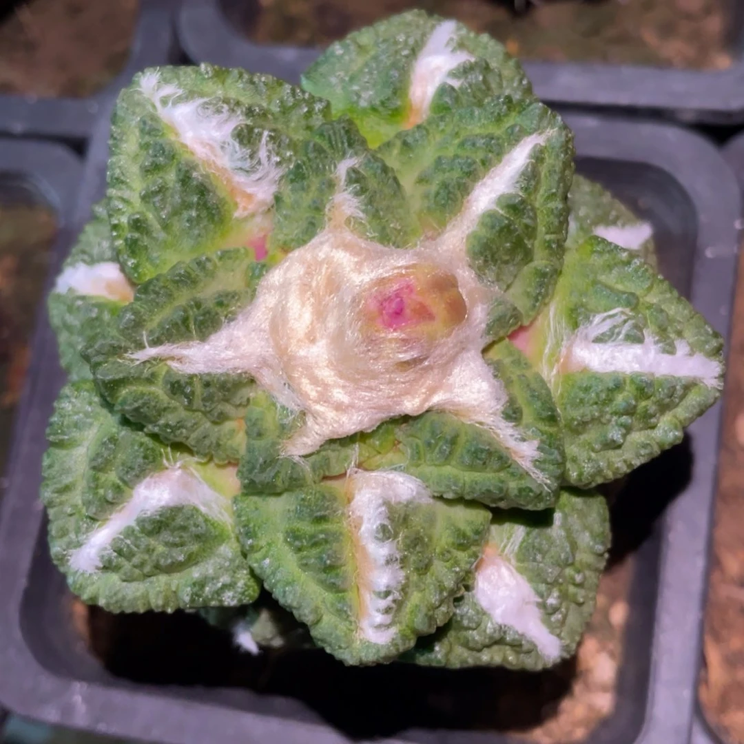 志鹤龟甲牡丹 仙人球开花