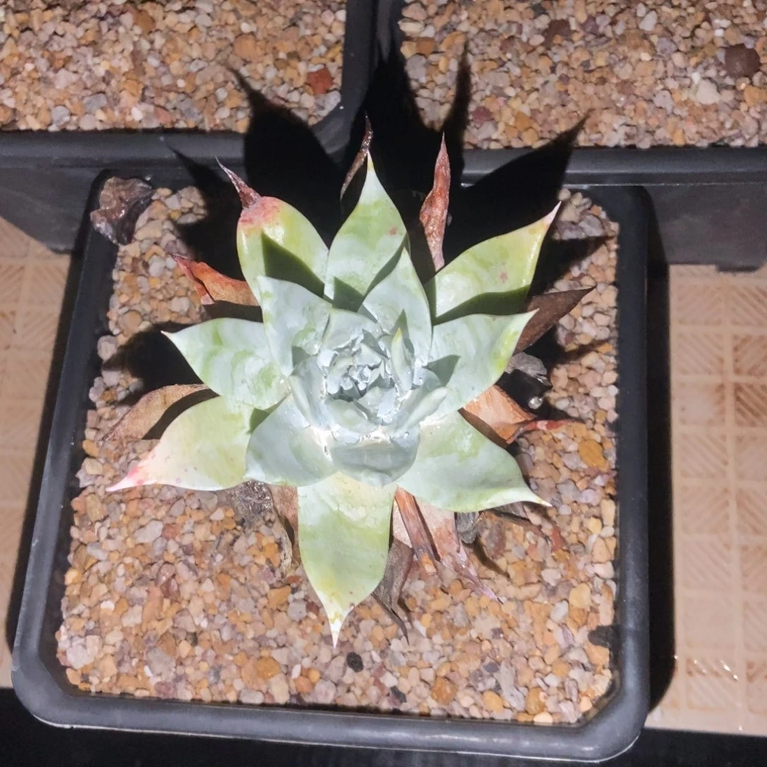 雪山多肉植物啦啦啦