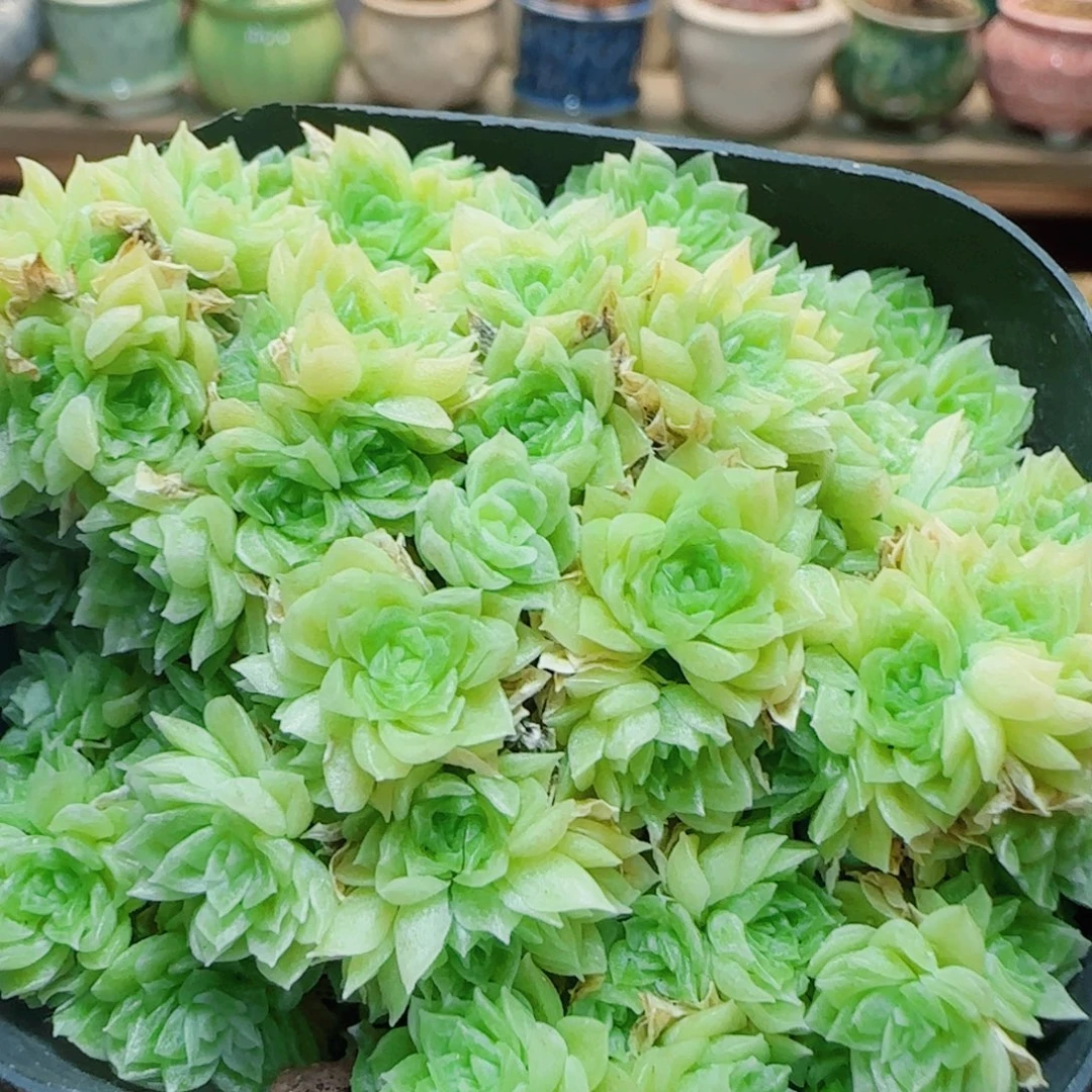 花语逸镜0803-69散