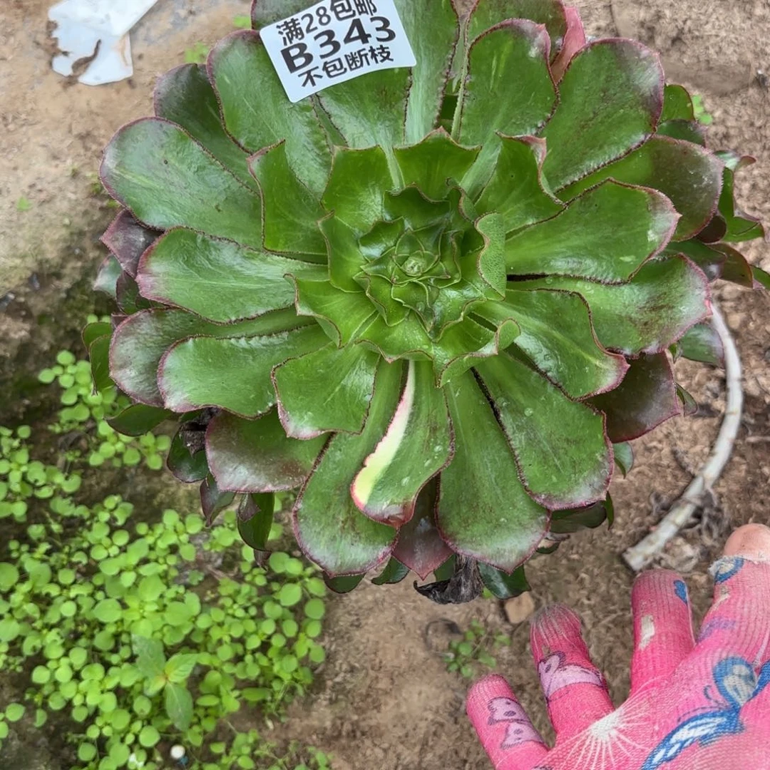 G. 343魅影七彩多肉1，babede