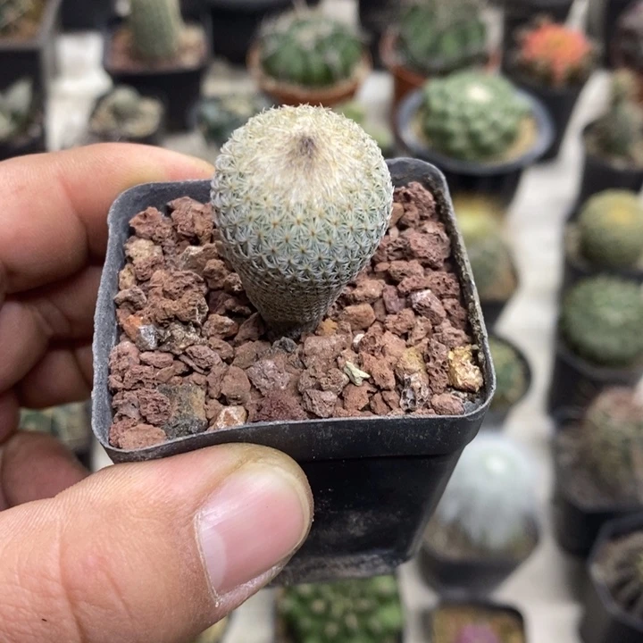 实生月世界特价福利