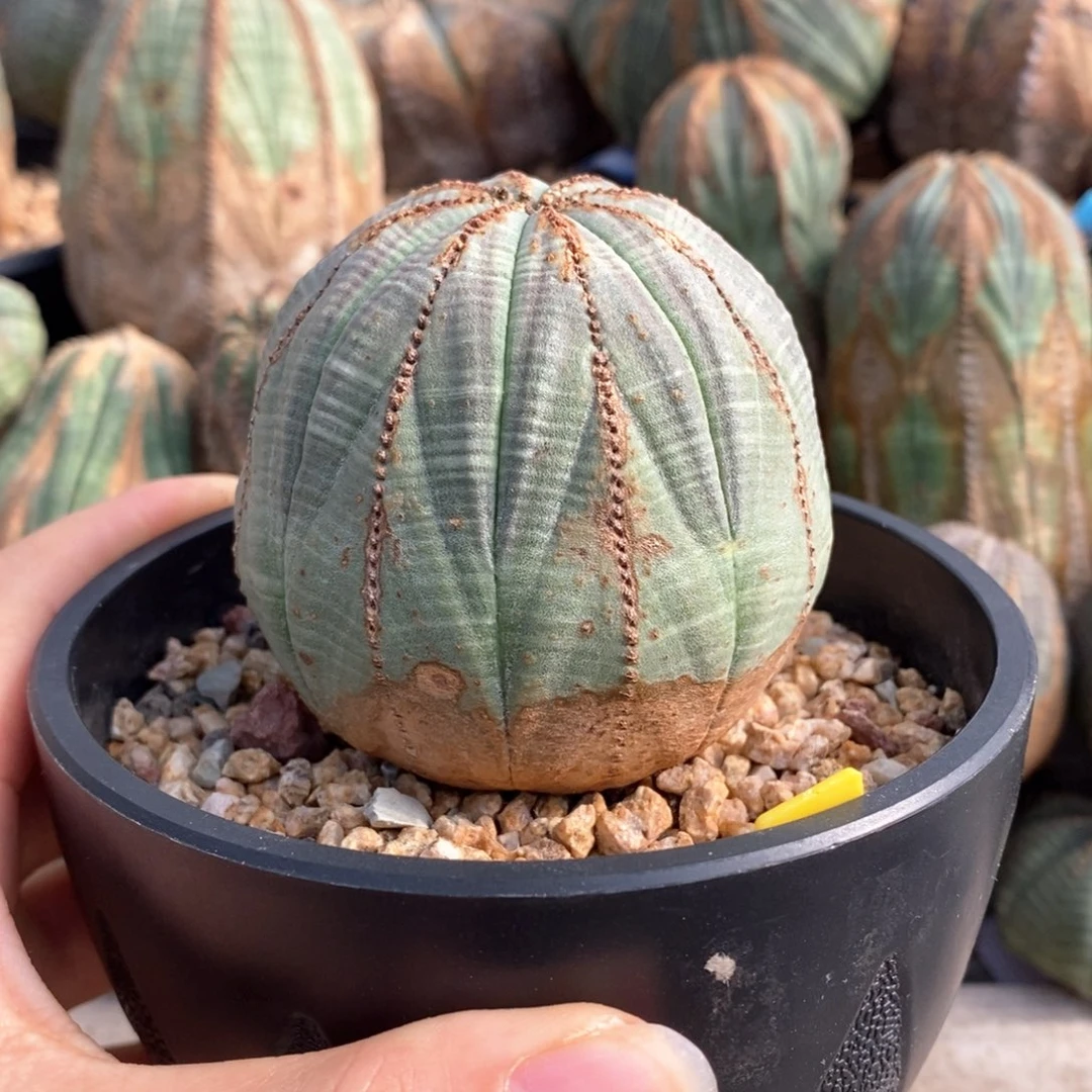 12欧系实生布纹球一物一拍