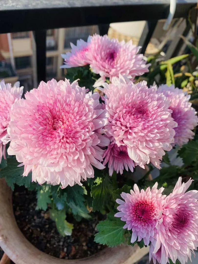 【荷塘月色】菊花盆栽菊花苗耐寒植物开花大菊花带花苞好养