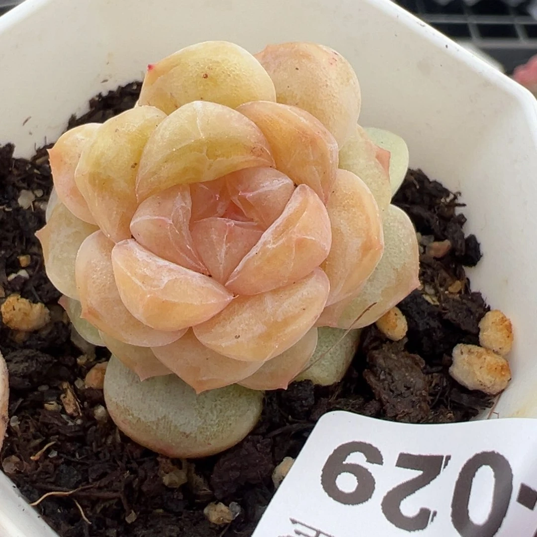 小卡拉米糖心一物一拍14-29