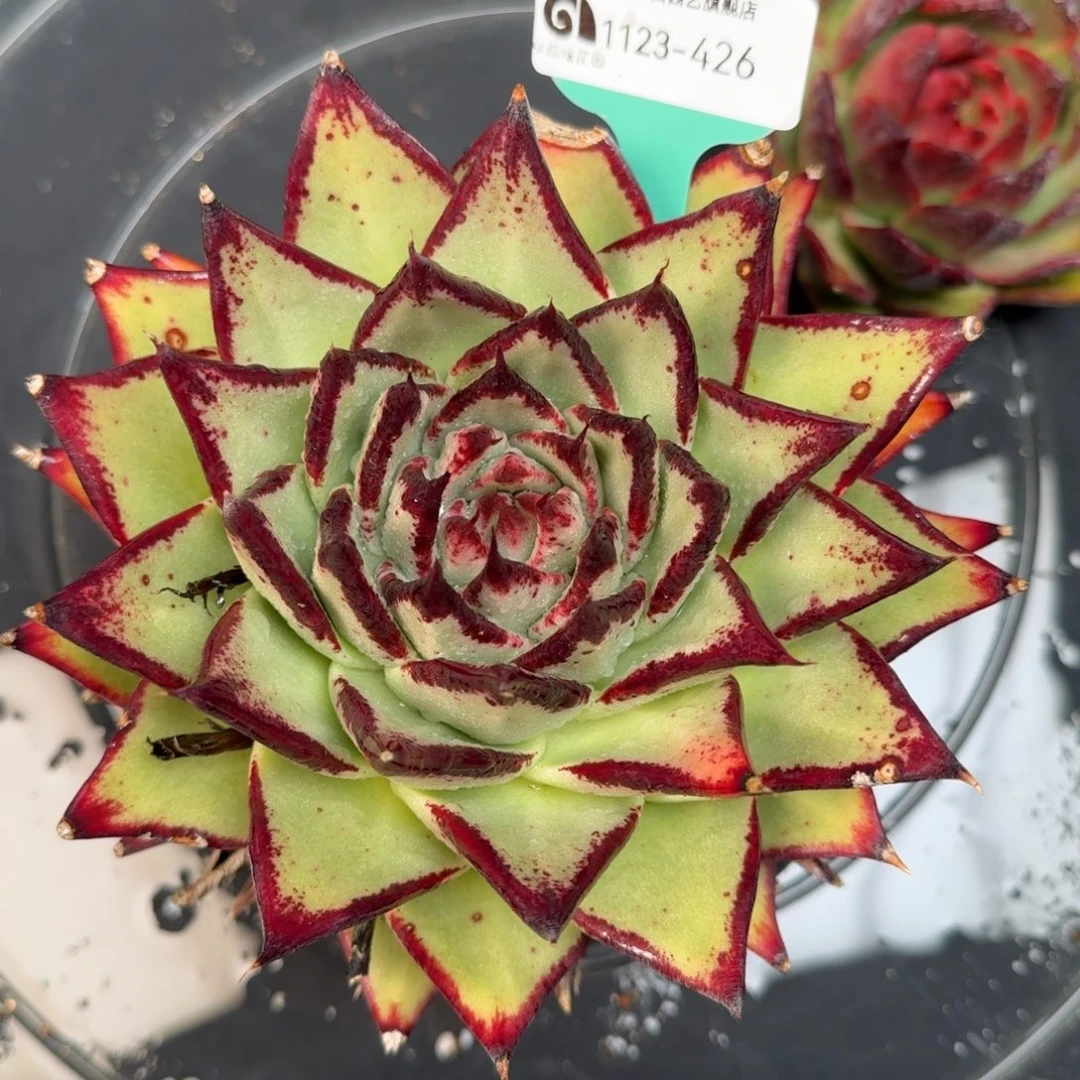 从前慢花园多肉编号1123.426