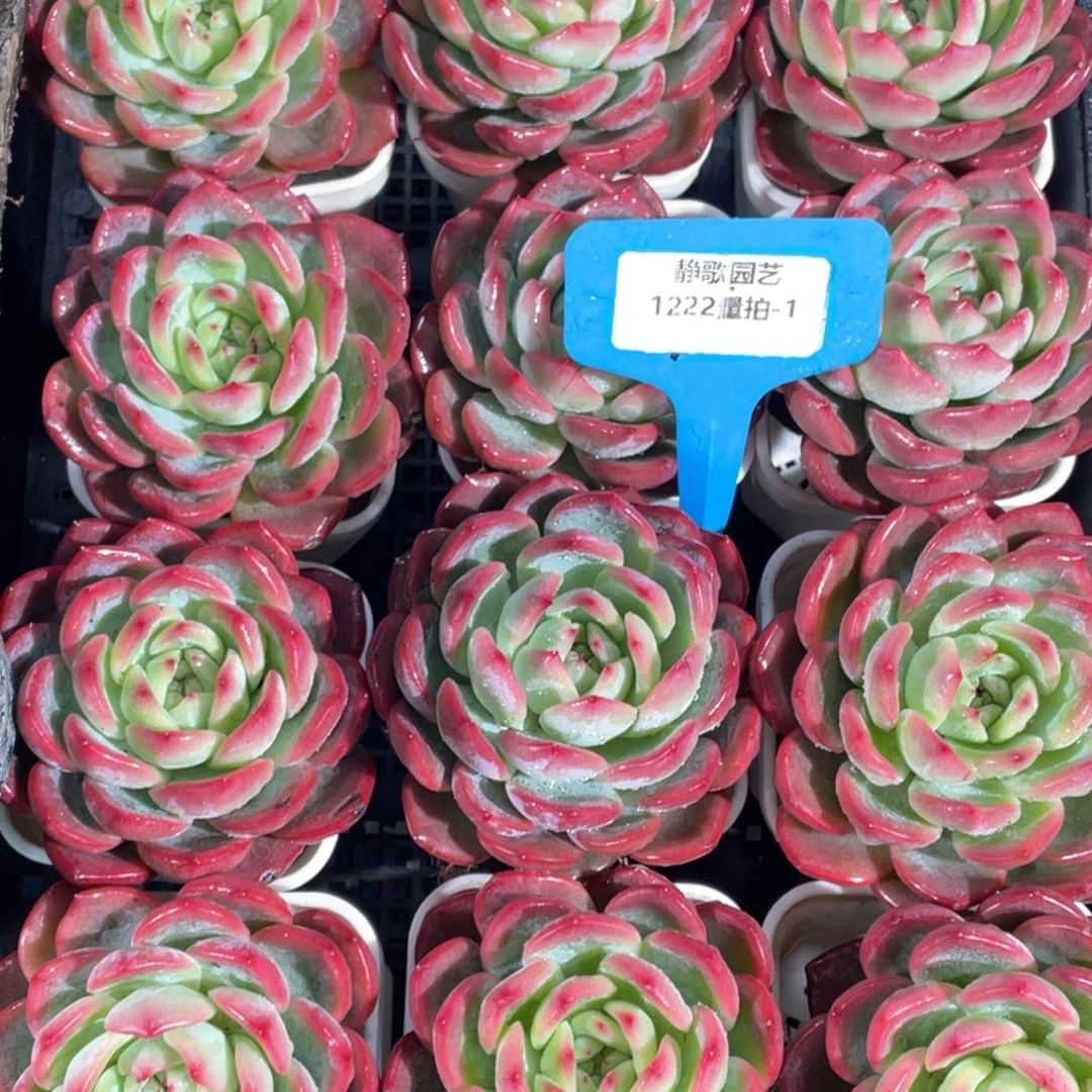 1222-1-红鸾大单头一颗