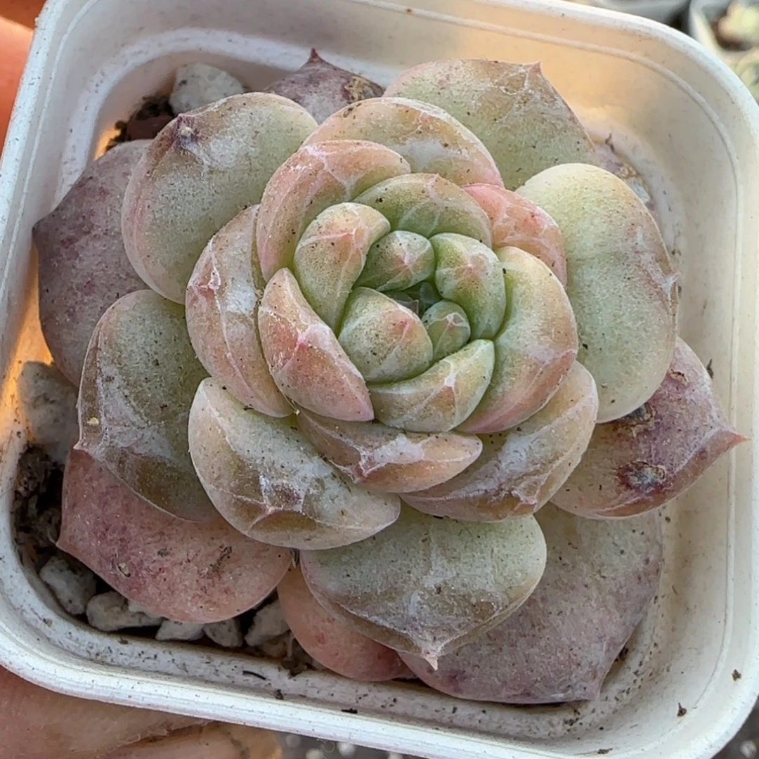 多肉小卡拉米糖心一物一拍