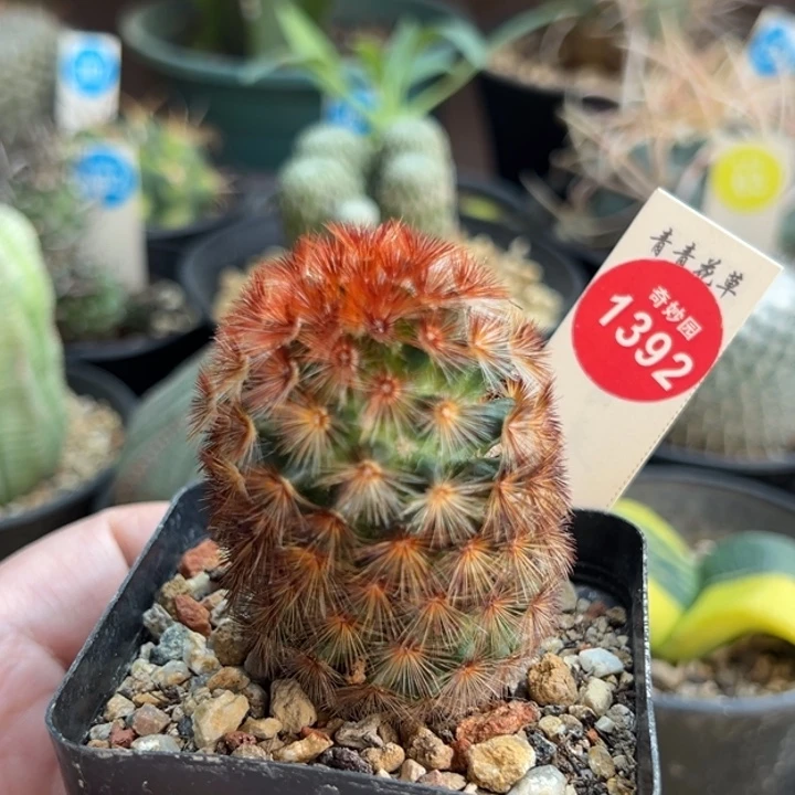 佛头嘉文丸4.2cm一棵仙人球