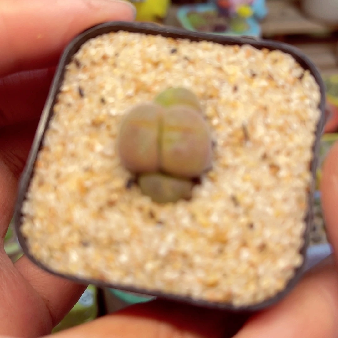 面***?424.  7888876668876