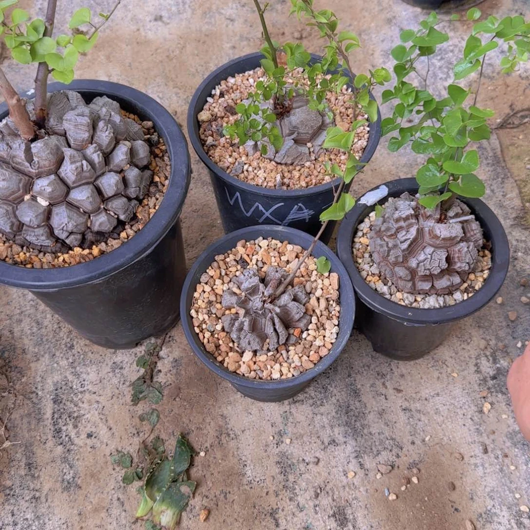 p****?块根植物块根植物