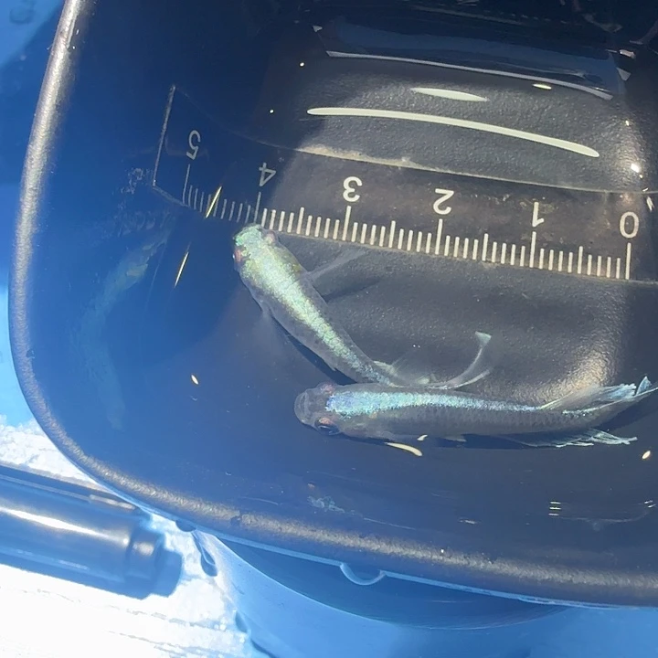 青鳉鱼20号拍品歌舞姬