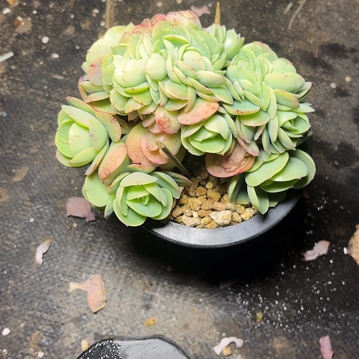 F***a多肉植物碧桃缀化