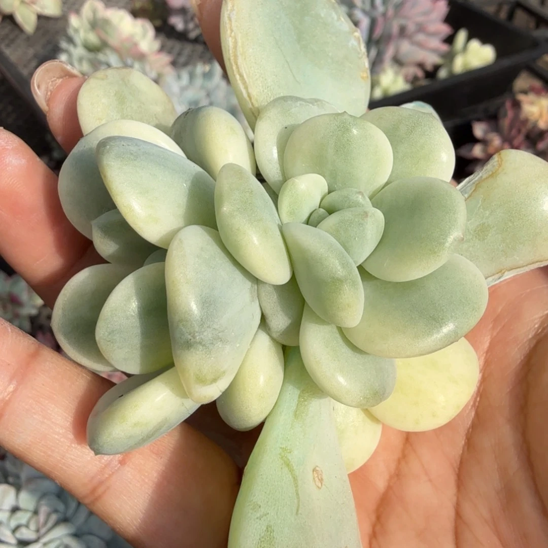 白马锦腹轮锦群生无根