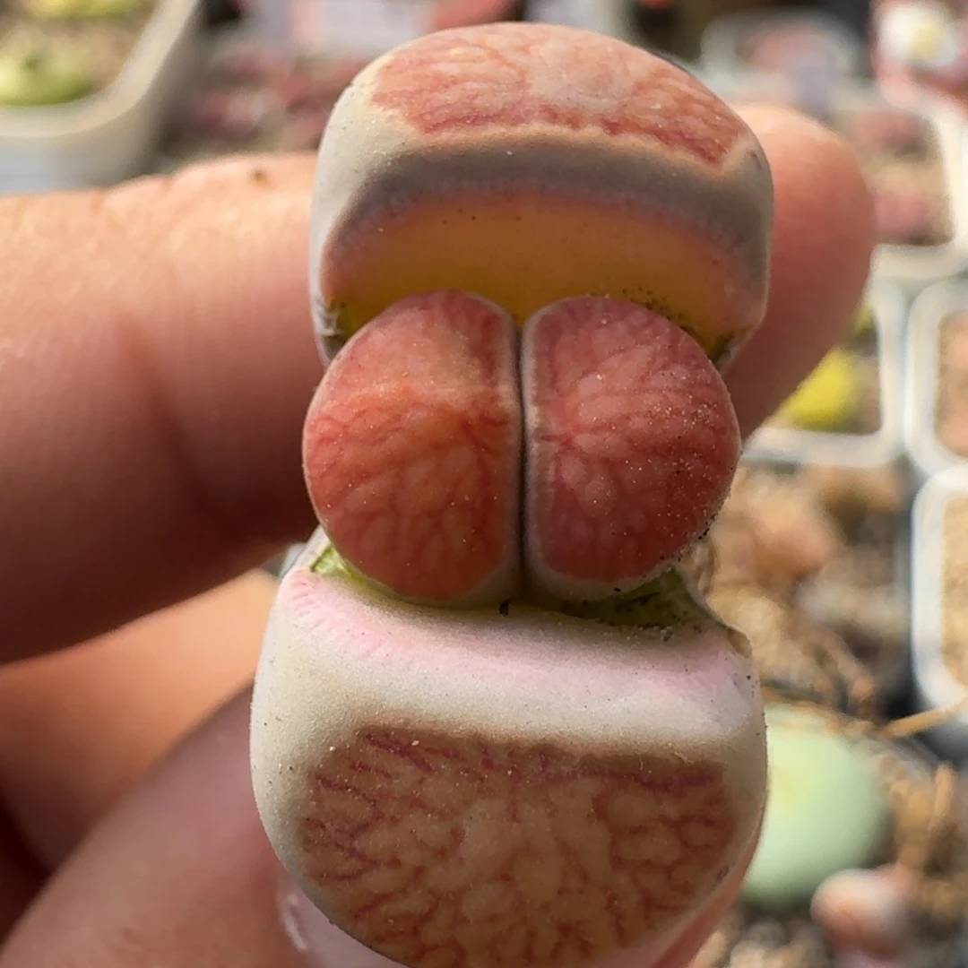 K277美菊红窗菊带锦四年优选准母本