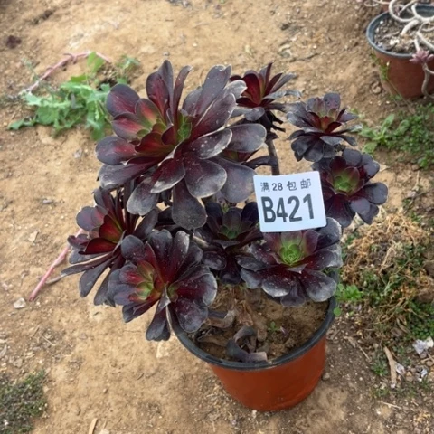 421华纳不包断枝