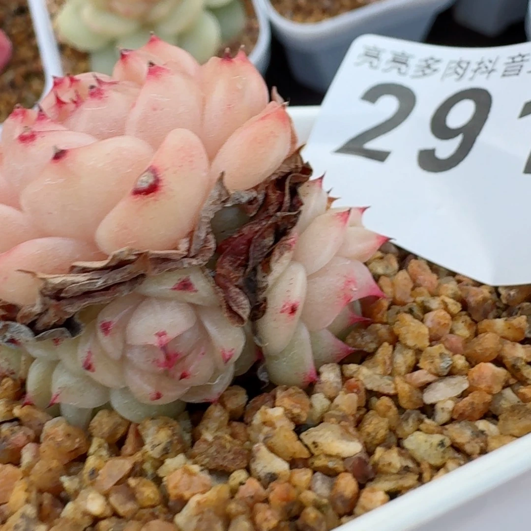 麦秆群生白底         精品多肉