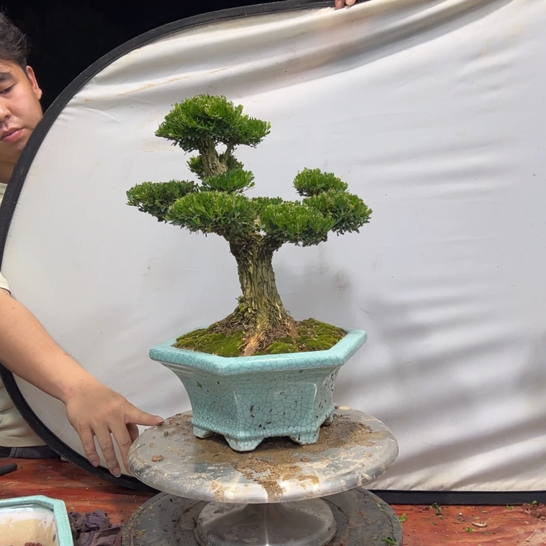 无花朵广东皱皮雀舌黄杨