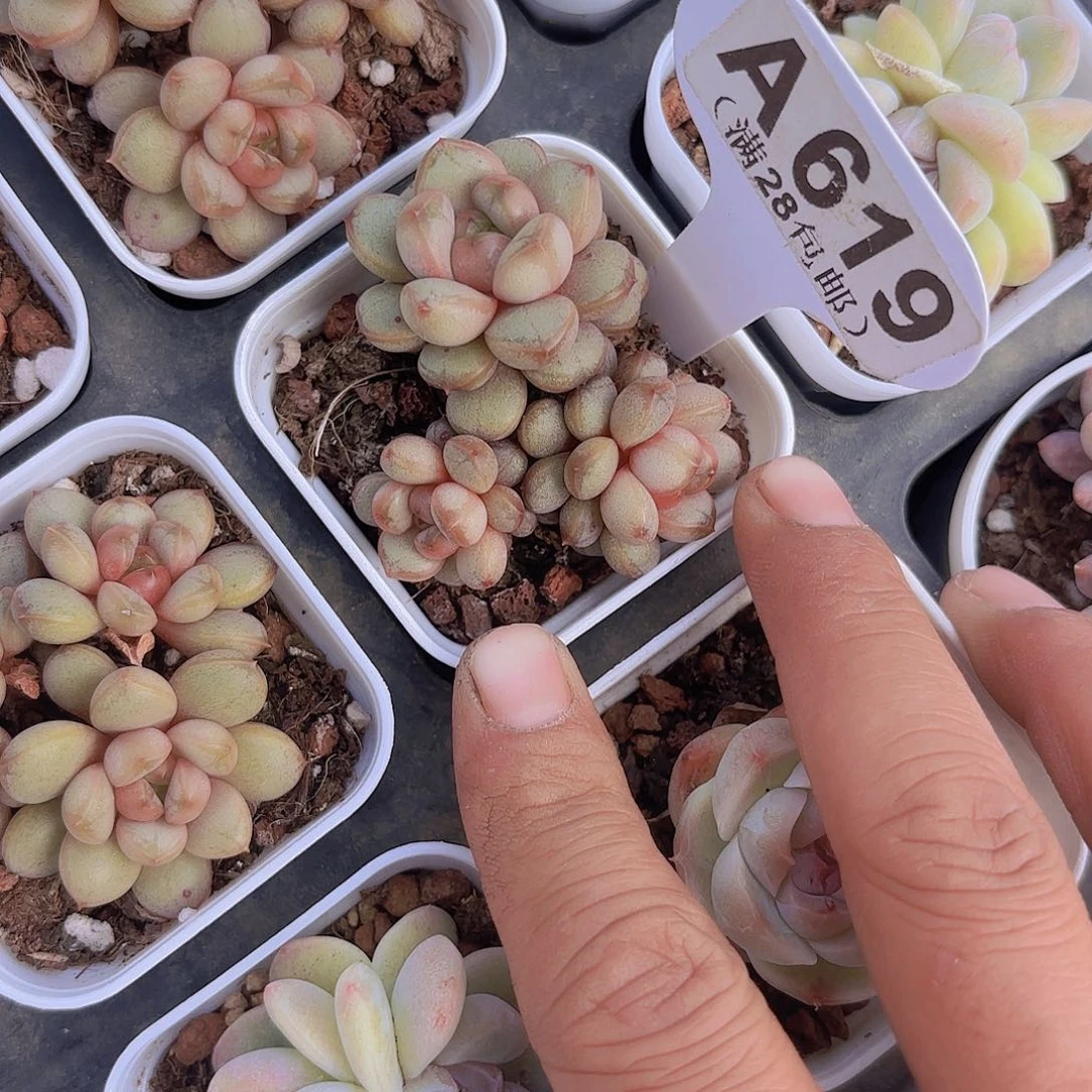 A619葡萄一物语拍