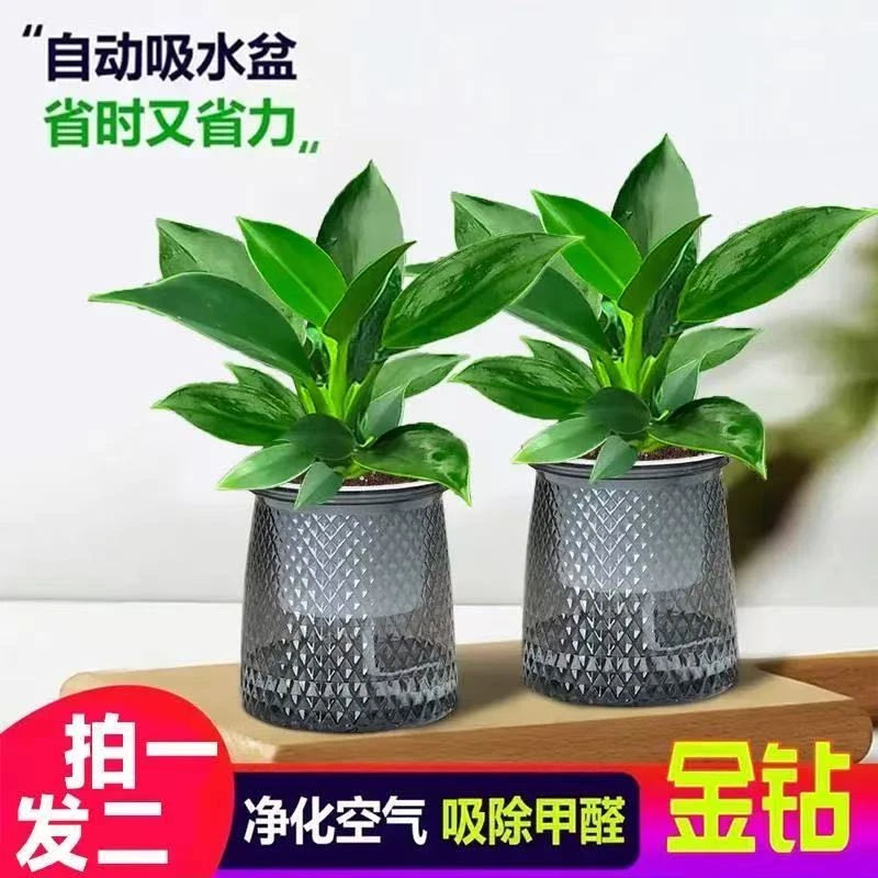 【买一送一带盆发】金钻盆栽室内桌面绿植净化空气四季常青美观好养