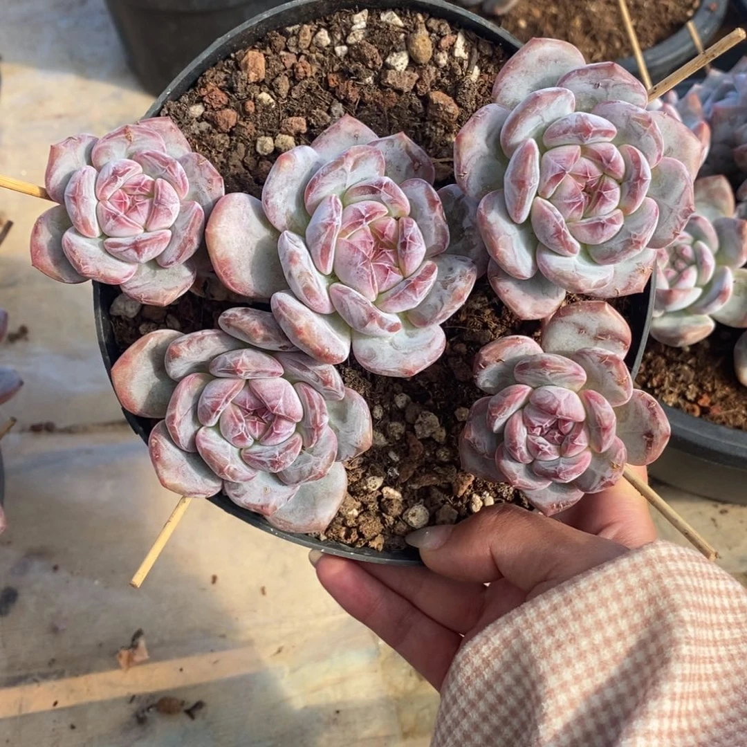 五头脸朝上短肥圆
