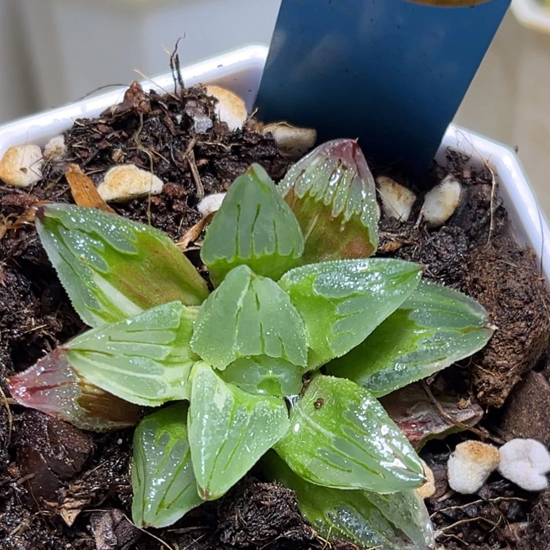 恭喜发财大吉大利891