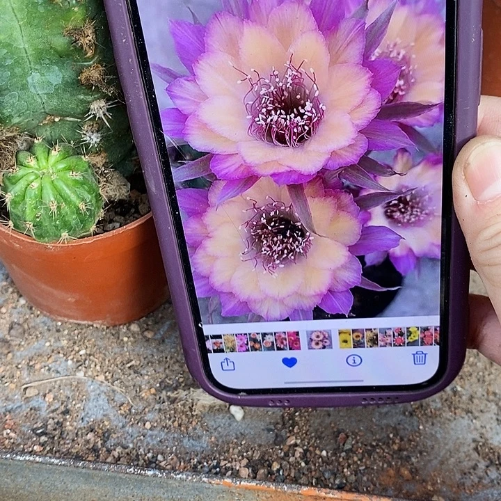 极光仙人球，wruoop