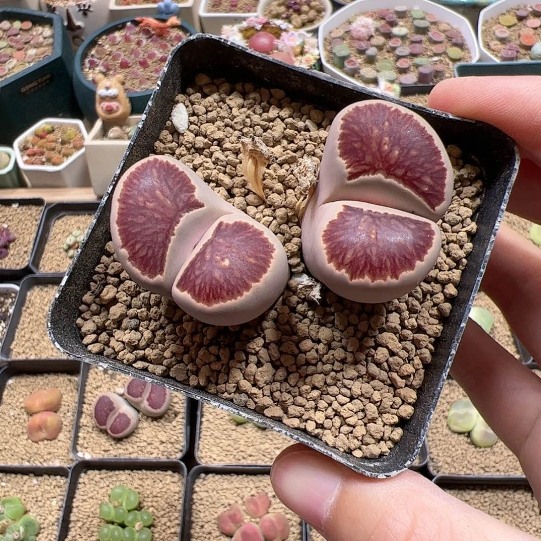 【闪购商品】300 菊