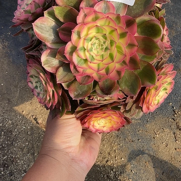 多肉植物荔枝425多肉