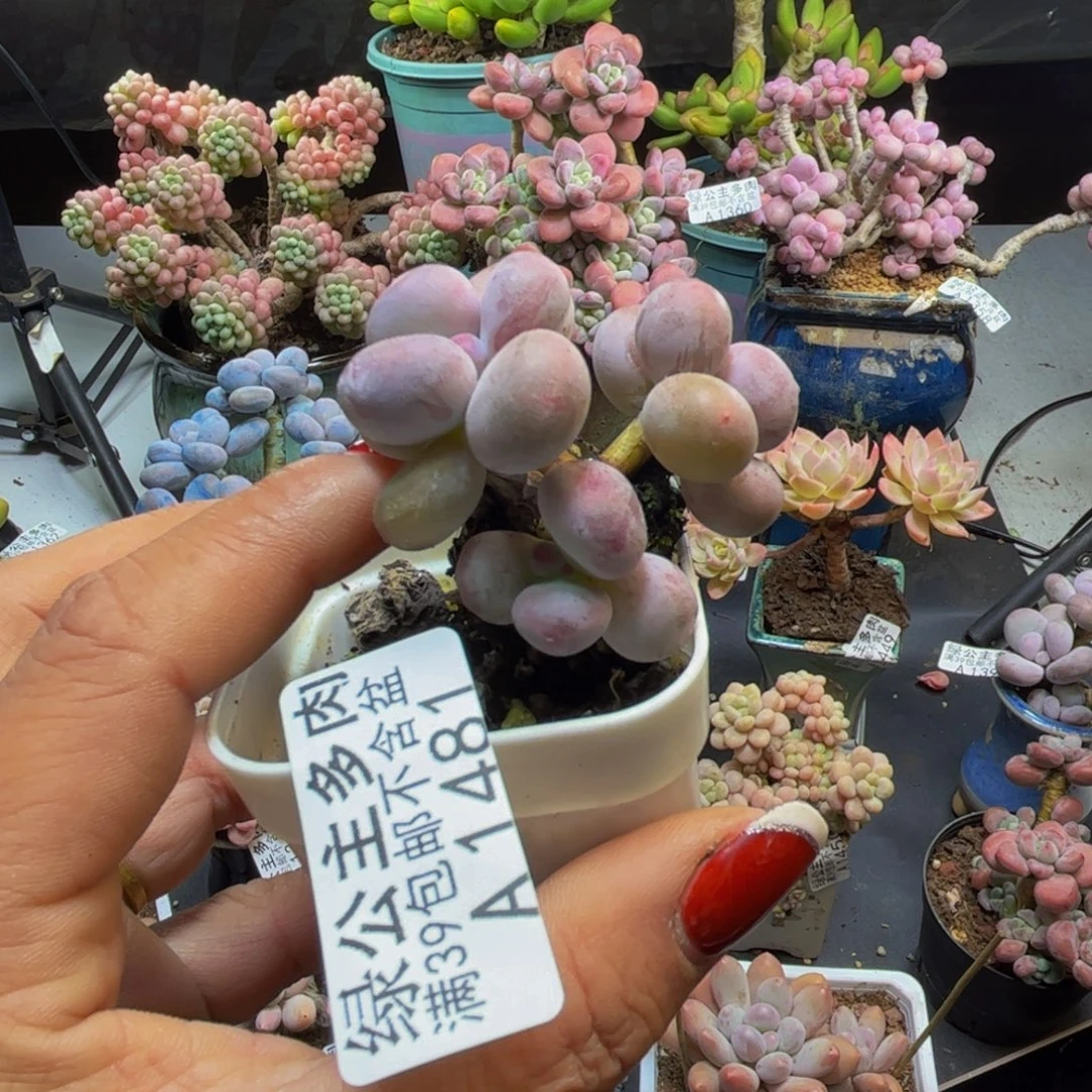 糖豆奶酪1481/5cm多肉