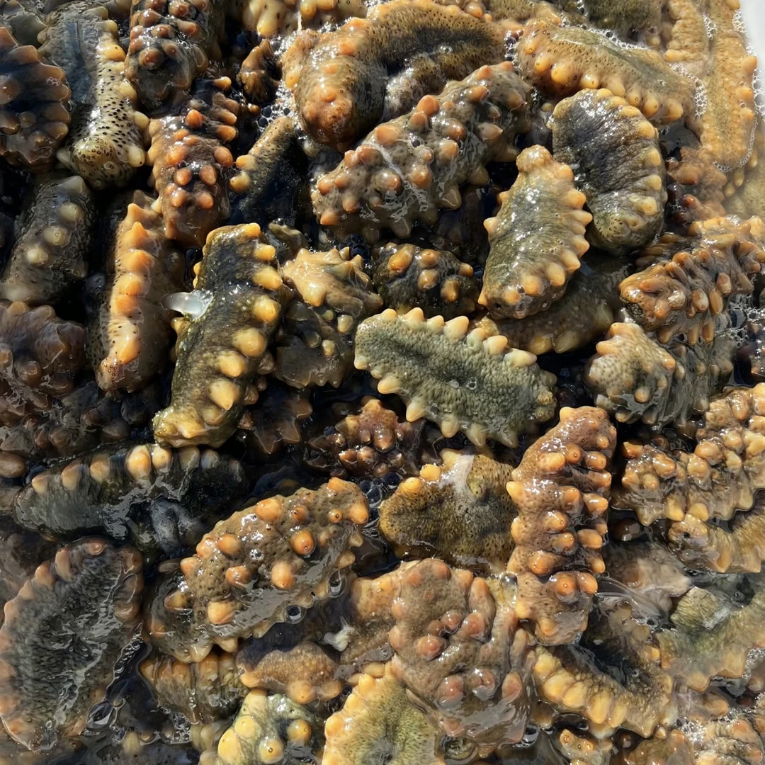 辽宁大连 深水海参 现场加工 全程零添加