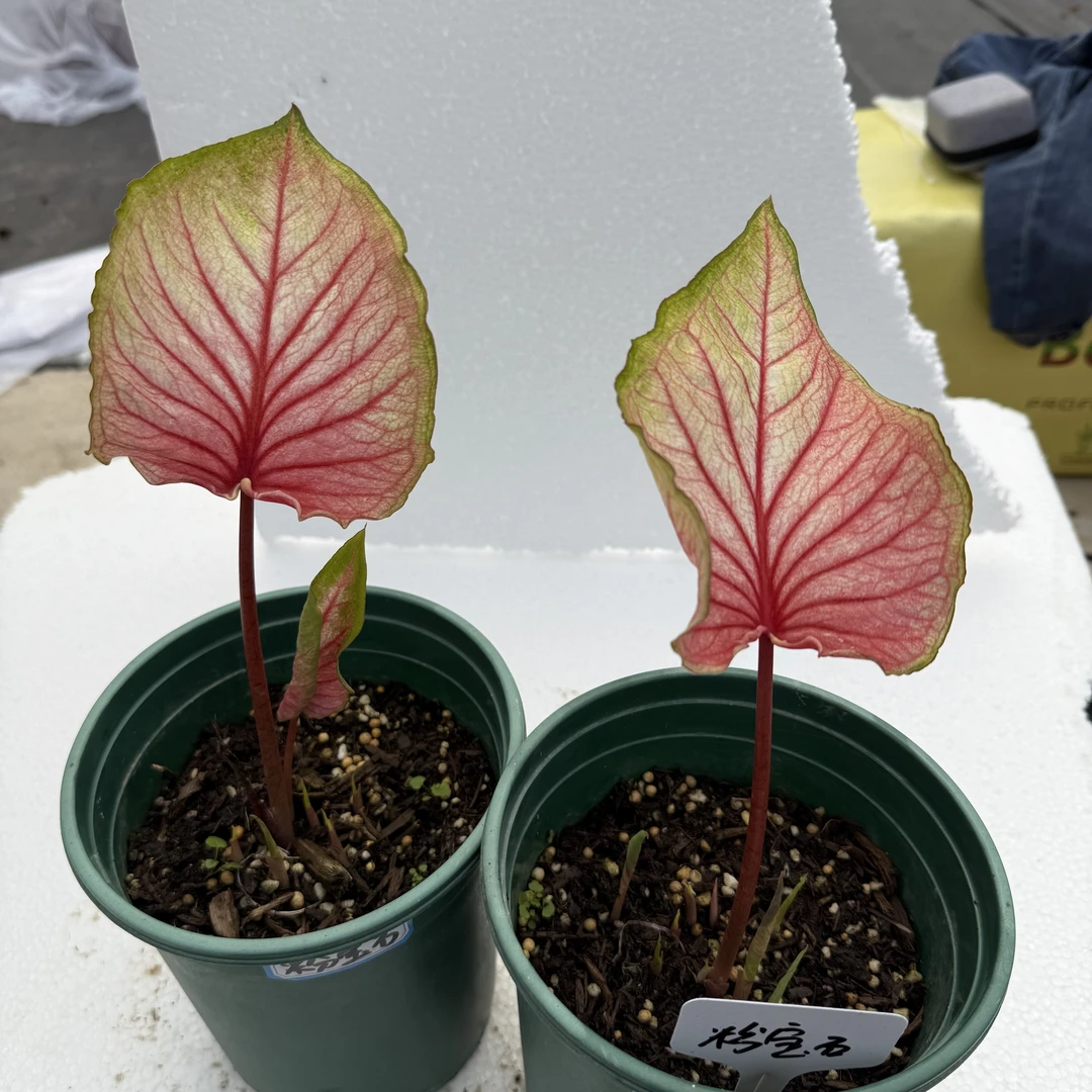 {彩叶芋}  泰彩粉宝石