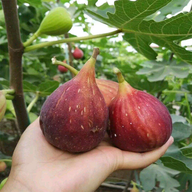 【带果发货】波姬红无花果树苗当年结果室内盆栽庭院地栽南北方种植