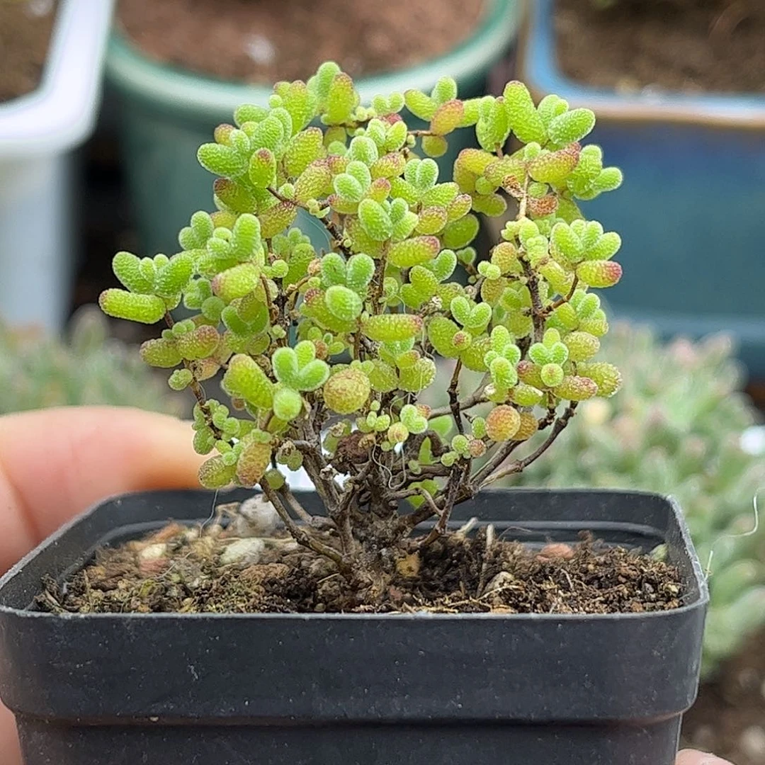 33蜜桔糖球优选枝干