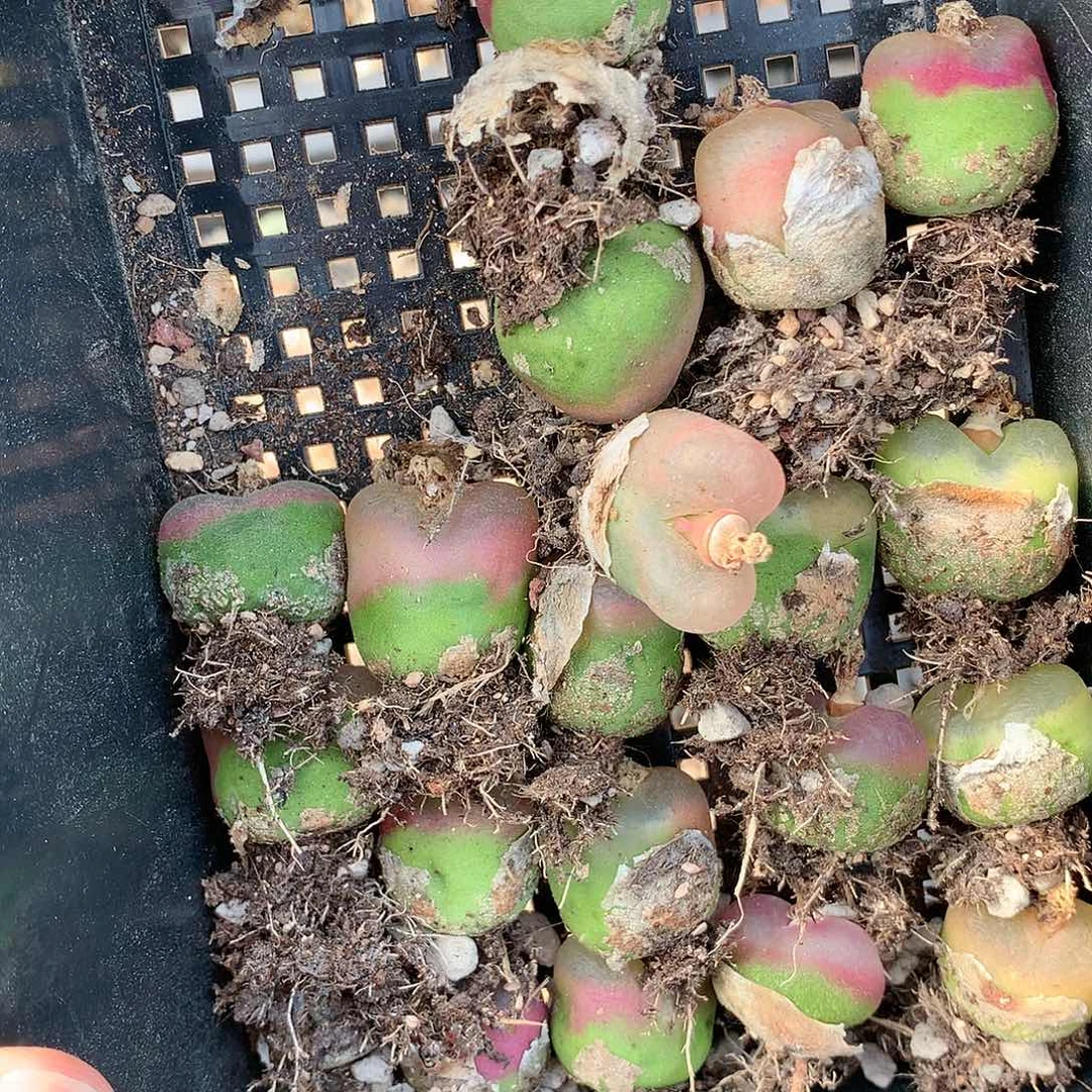 B464多肉植物保护研究所